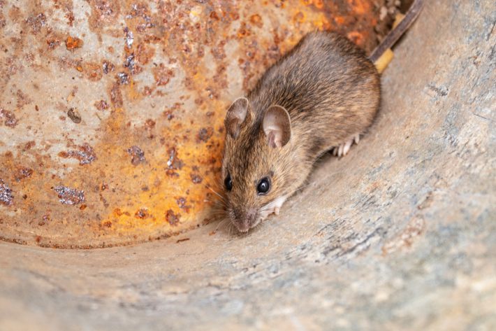 柱をうろつくネズミ