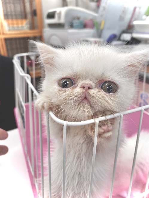 初対面のときのこてつくん