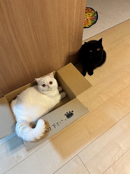 かげつちゃんとこてつくん