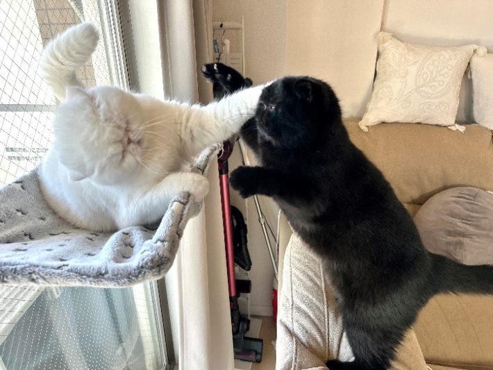 かげつちゃんとのプチバトル