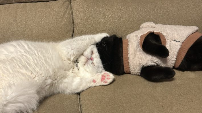 こてつくんとかげつちゃん