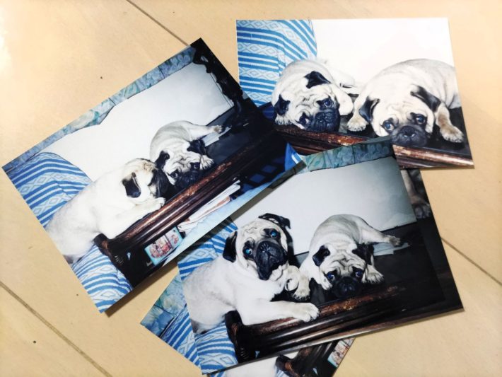 捨てられないペットの写真