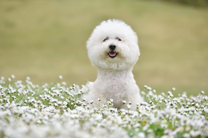 ビションフリーゼ