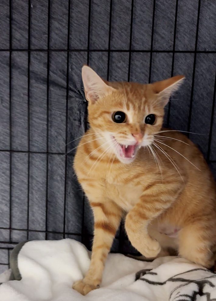 保護猫チャイさんの日常