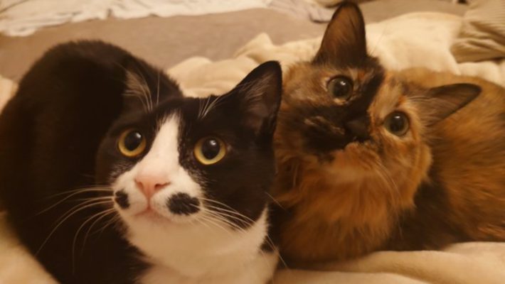 絆那ちゃんと乙ちゃん