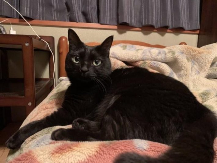 実家猫のクロエちゃん