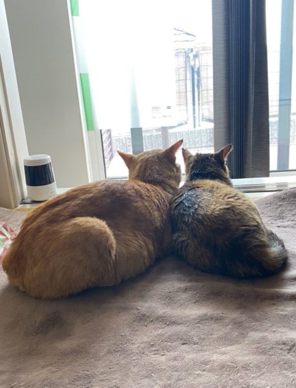 家猫元庭猫氏の飼い猫