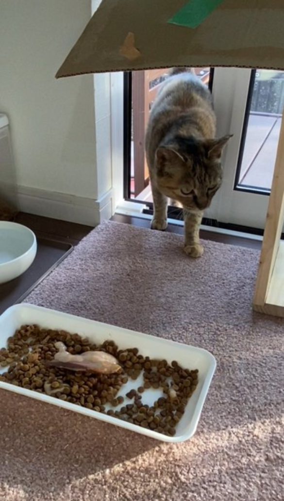 家猫元庭猫氏の飼い猫