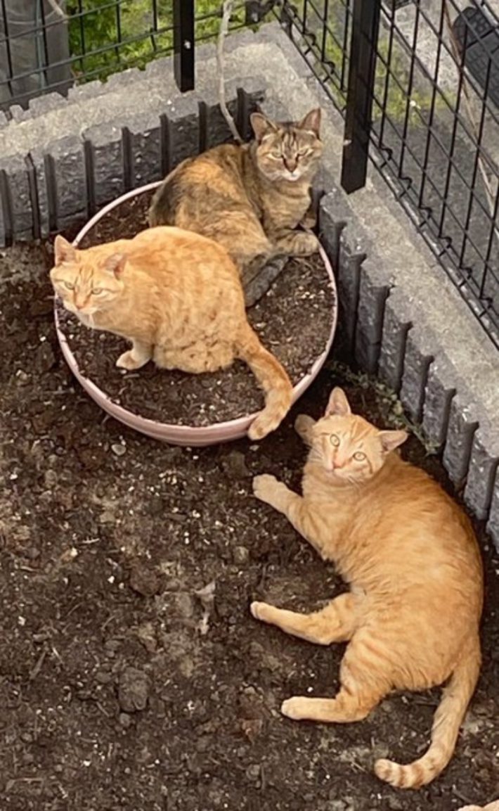 家猫元庭猫氏の飼い猫