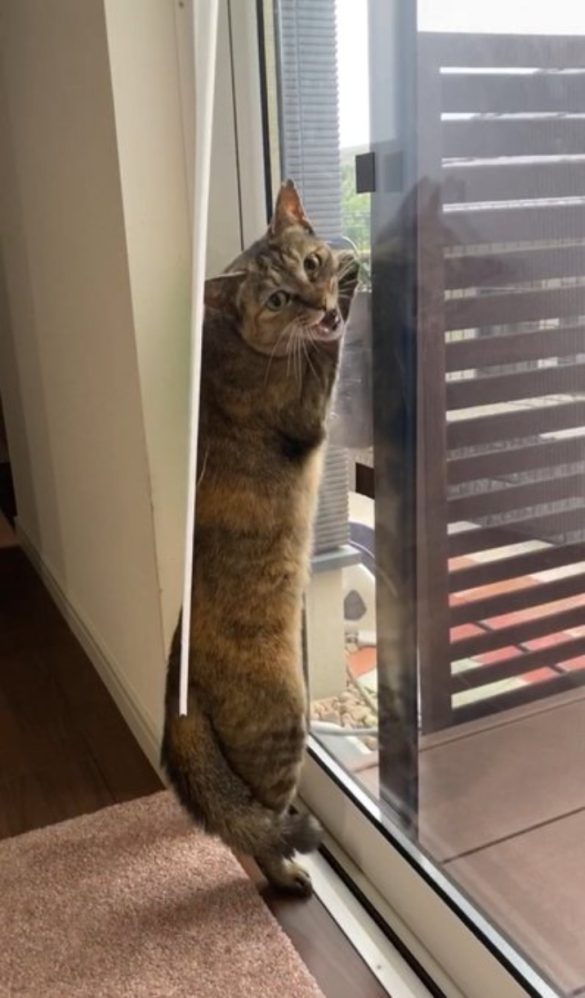 家猫元庭猫氏の飼い猫