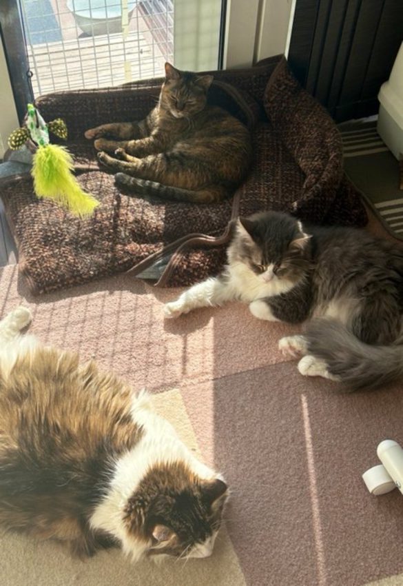 家猫元庭猫氏の飼い猫