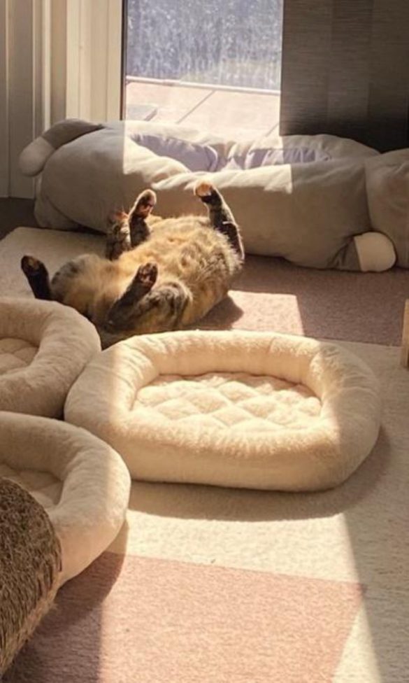 家猫元庭猫氏の飼い猫