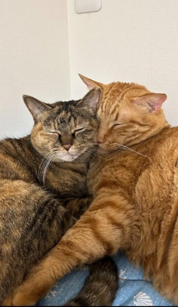 家猫元庭猫氏の飼い猫