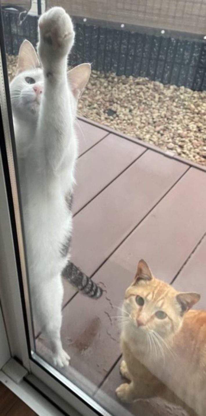 家猫元庭猫氏の飼い猫