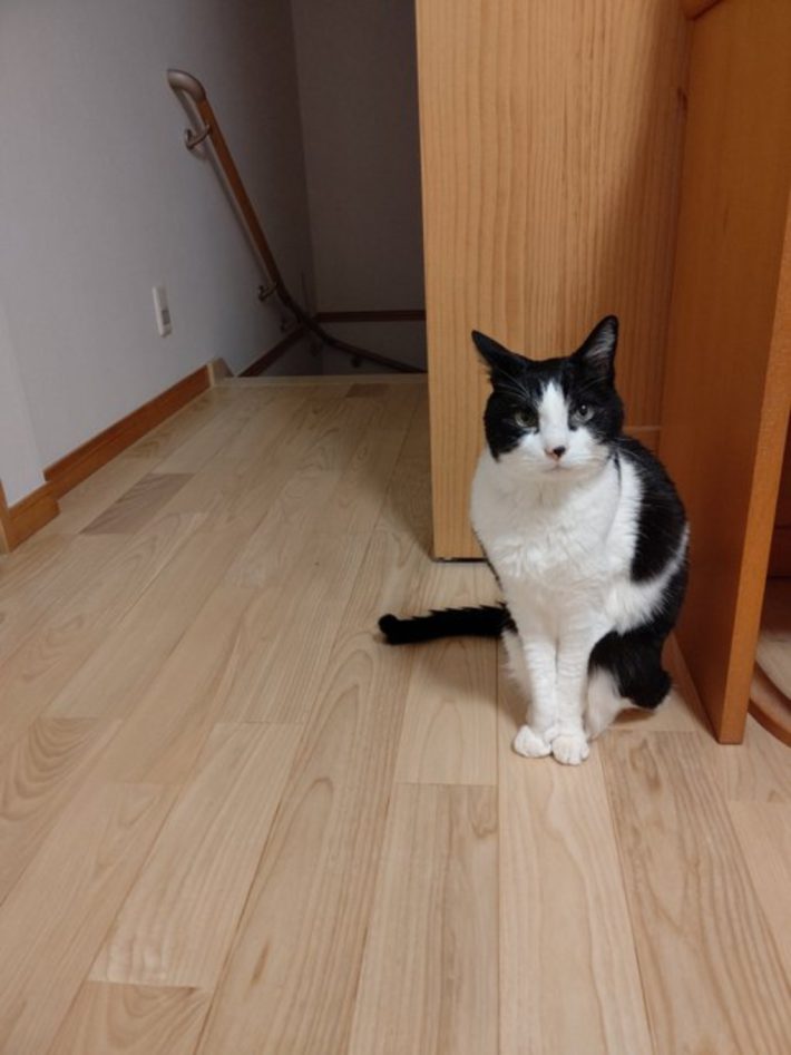 キャリー家マメ