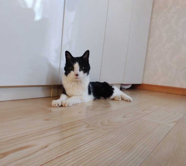 キャリー家マメ