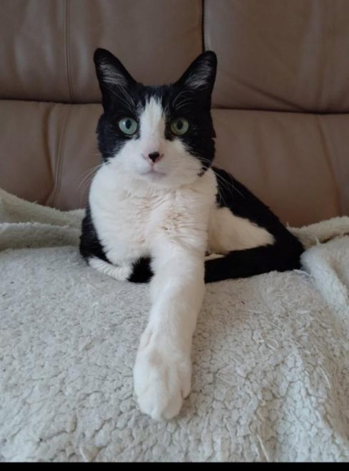 キャリー家マメ