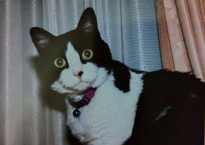 キャリー家マメ