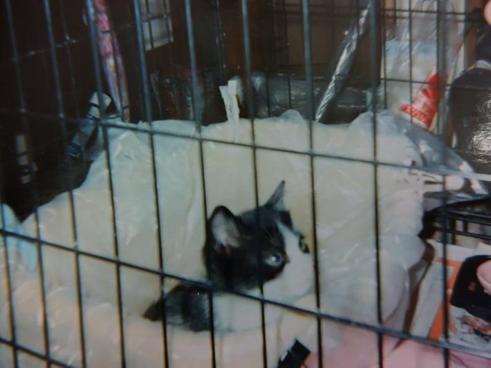 キャリー家マメ