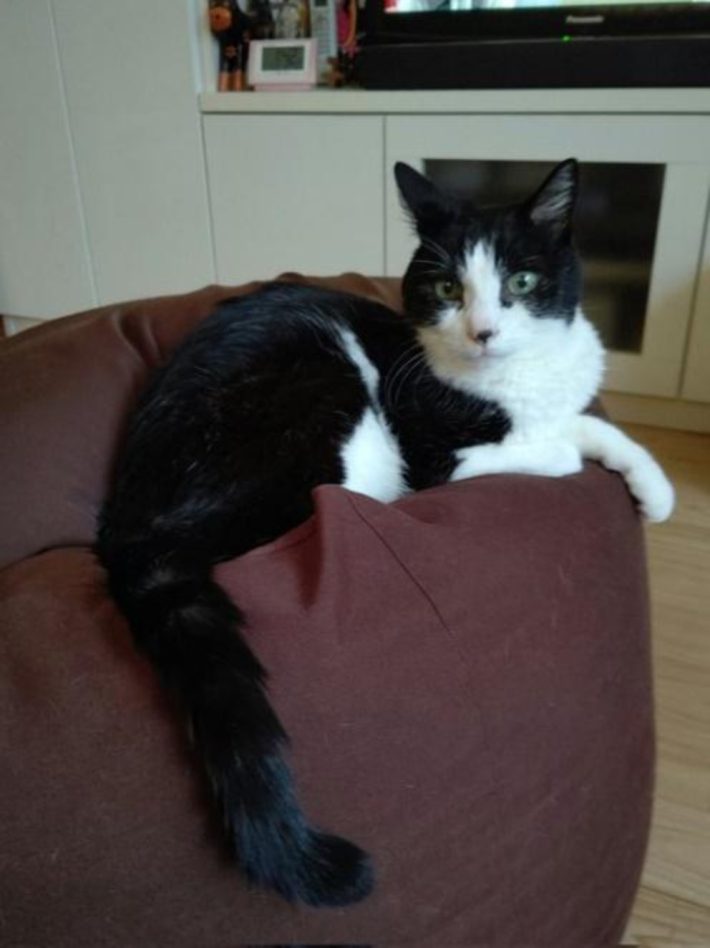 キャリー家マメ