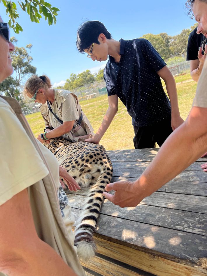 チーターに触れるNaoyaさん