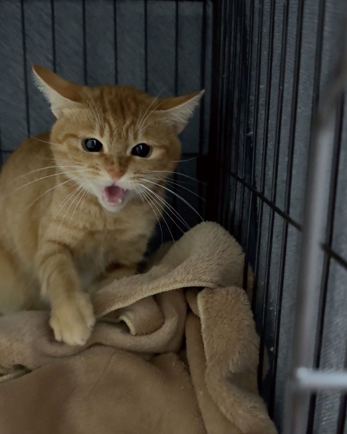 保護猫チャイさんの日常