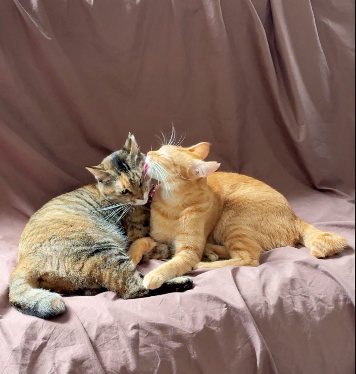 保護猫チャイさんの日常