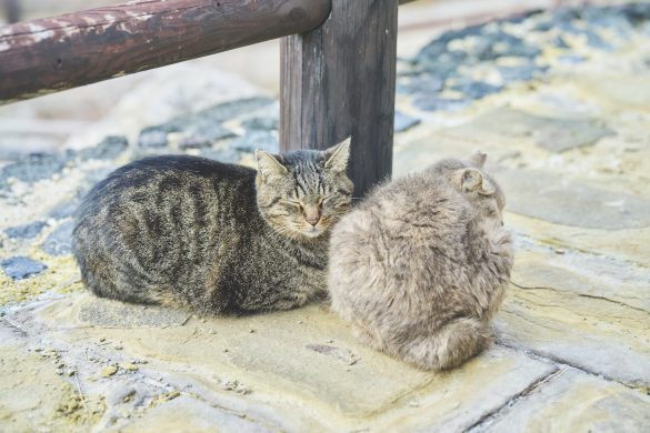 雲仙温泉にいる猫