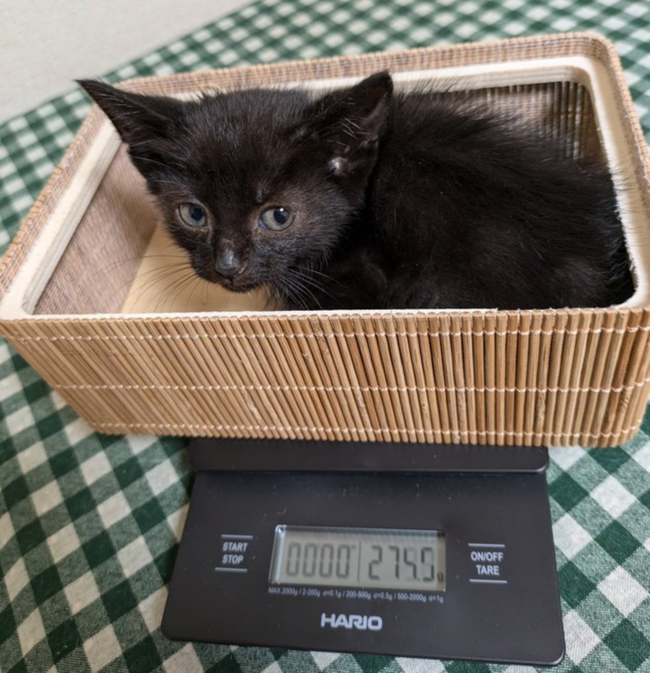 会社でわずか275gの赤ちゃん猫を保護→数ヶ月後、元気に成長した姿に
