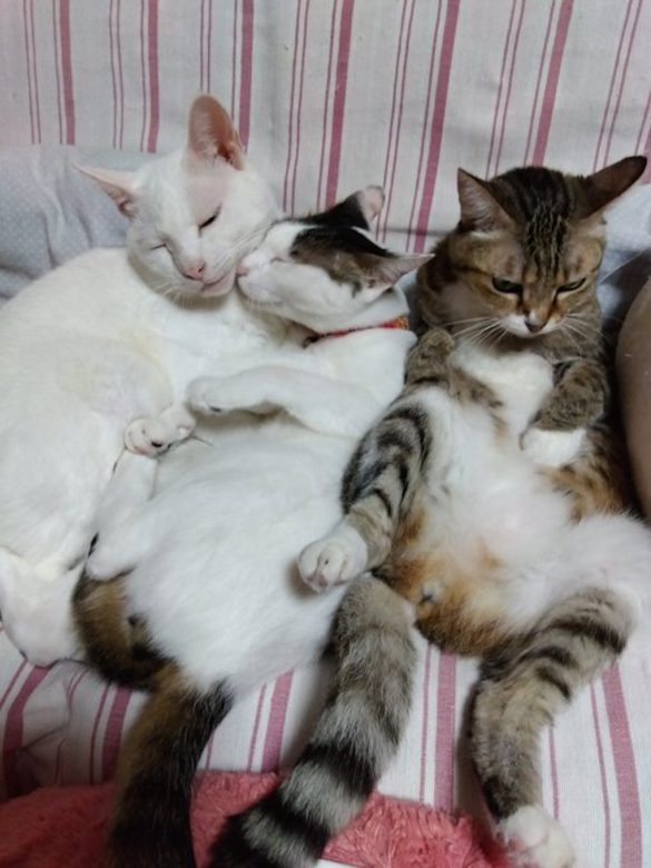 バニラ家の猫たち