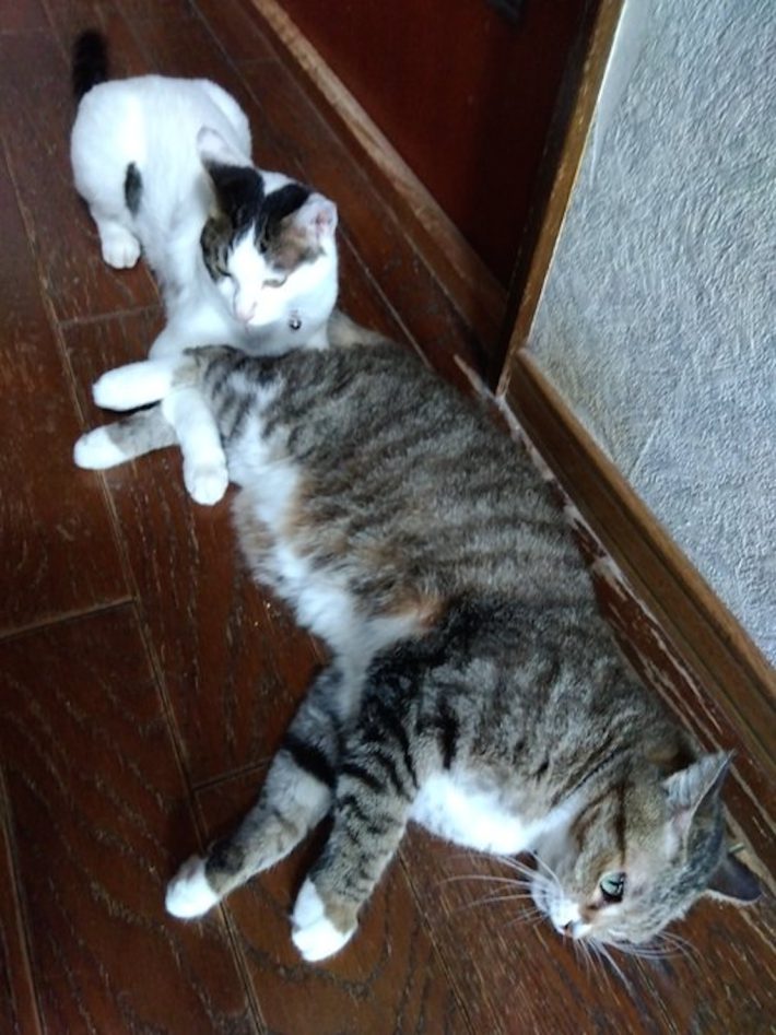 バニラ家の猫たち