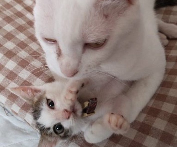 バニラ家の猫たち