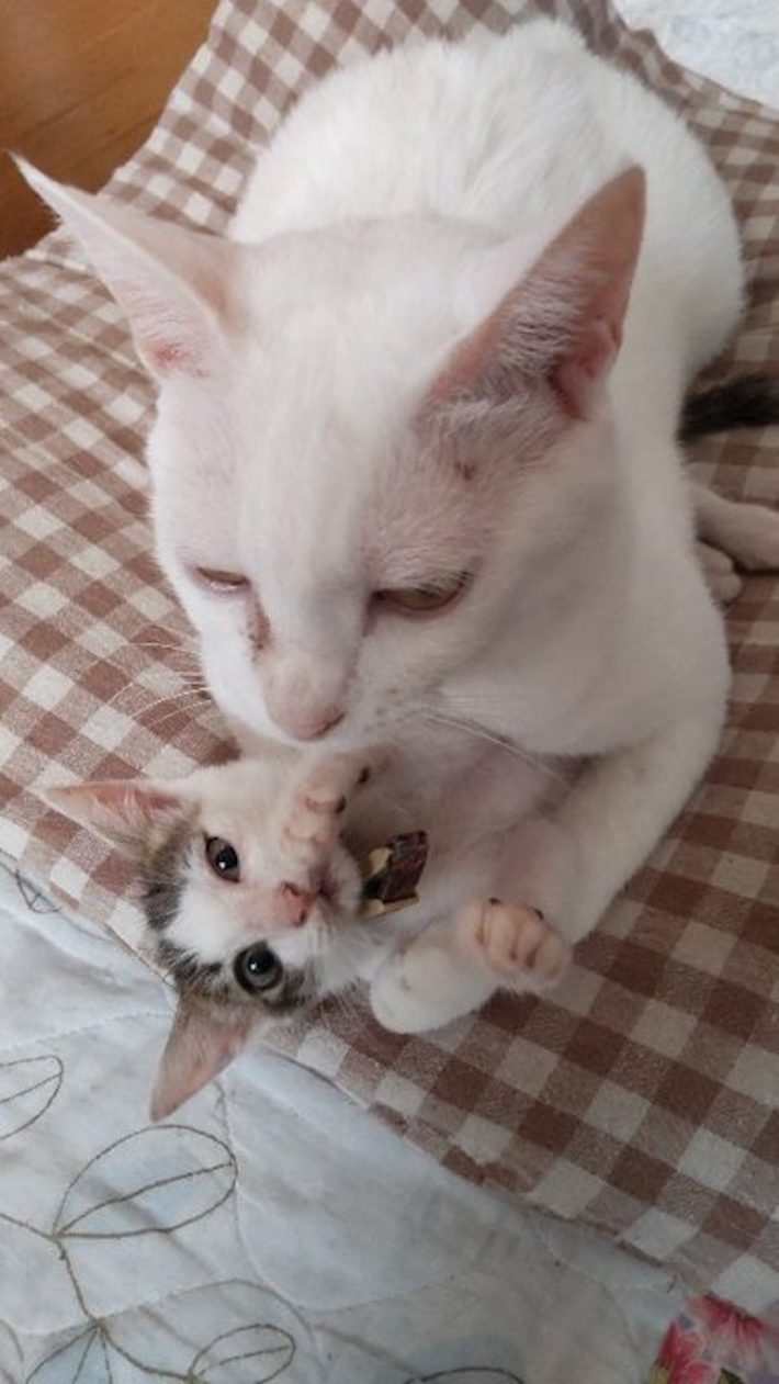 バニラ家の猫たち