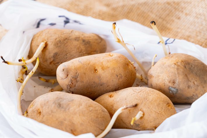 芽が伸びたジャガイモ