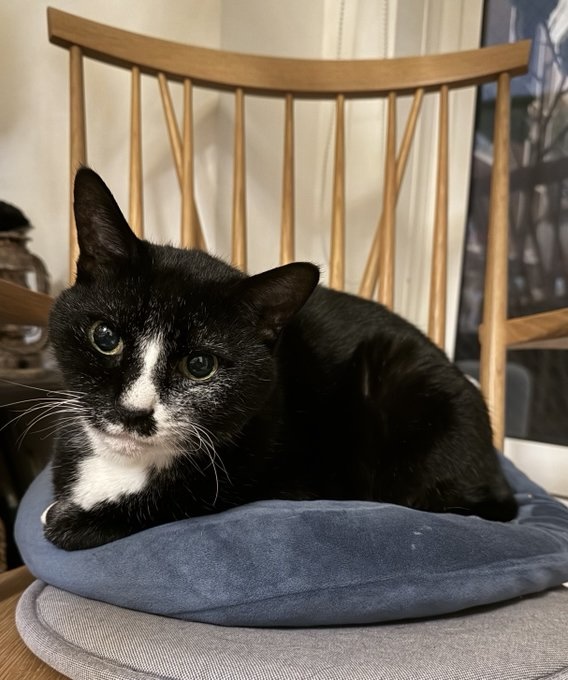 同居猫　しめじくん