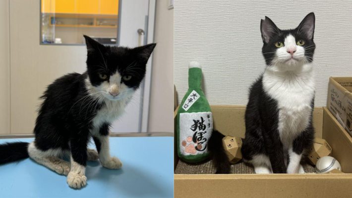 ゴロくんビフォーアフター