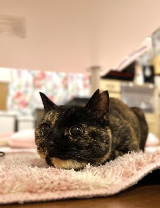 サビ猫　くるみちゃん