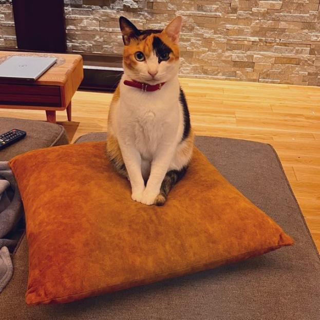 ねこ　小春ちゃん