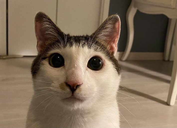 ユニークな毛柄を持つセロイくん