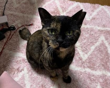 サビ猫　くるみちゃん