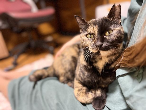 サビ猫　くるみちゃん