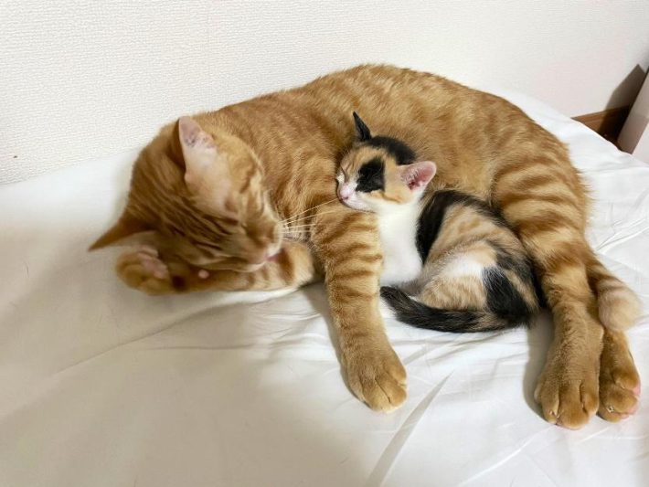 ねこ　小春ちゃん