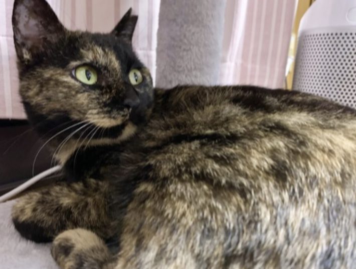 サビ猫　くるみちゃん