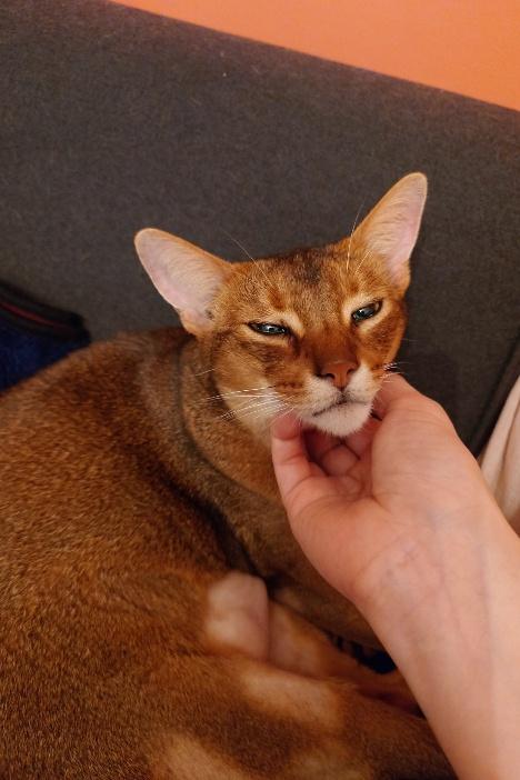 アビシニアンの猫さん