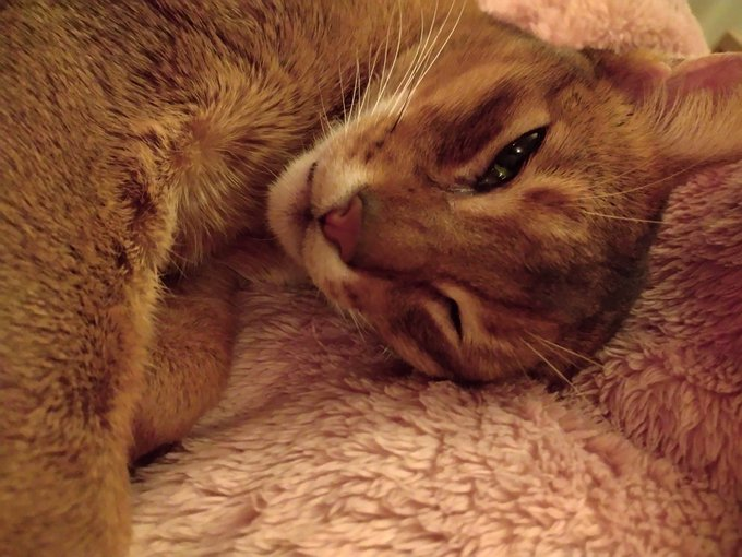 アビシニアンの猫さん