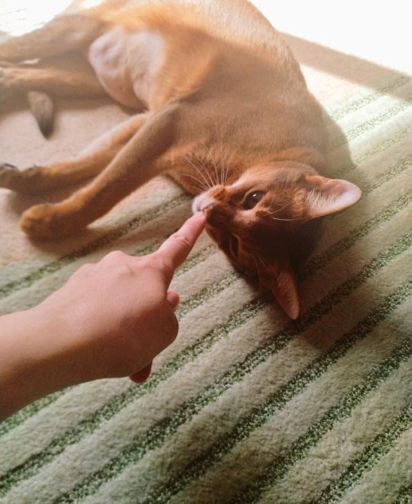 アビシニアンの猫さん