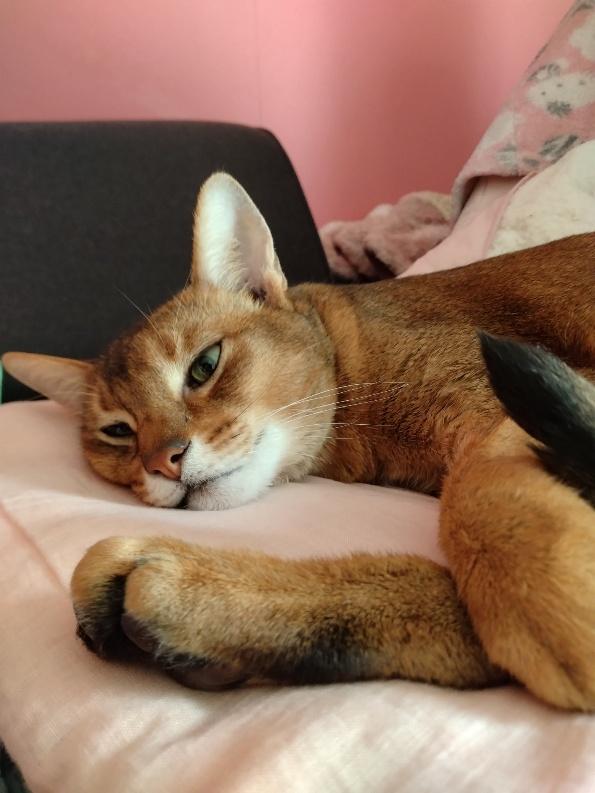 アビシニアンの猫さん
