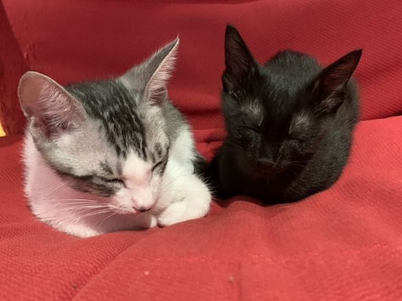 福くん(左)と幸(ゆき)ちゃん