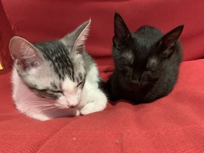 福くん（左）と幸（ゆき）ちゃん