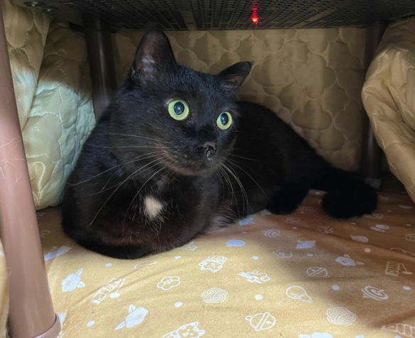 個性豊かな「にゃるる、にゃるる」という声を発しながらそばへ来てくれる